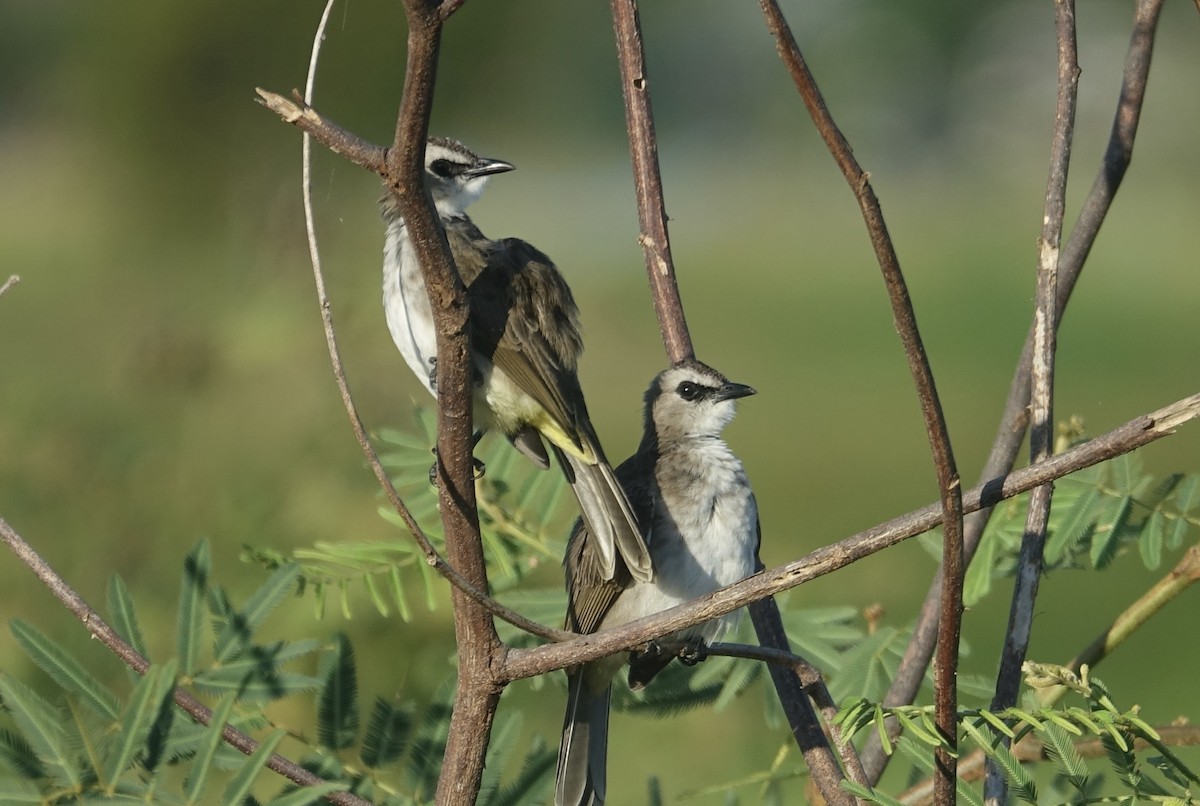 Yellow-vented Bulbul - ML643635277