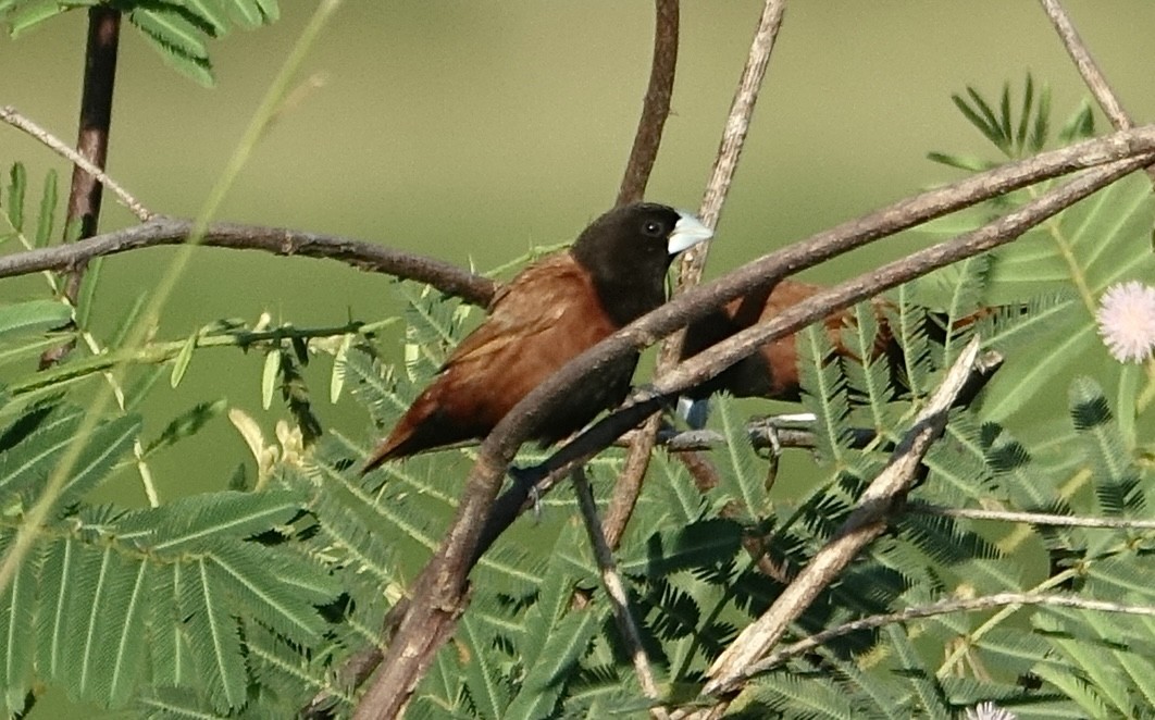 Chestnut Munia - ML643635282