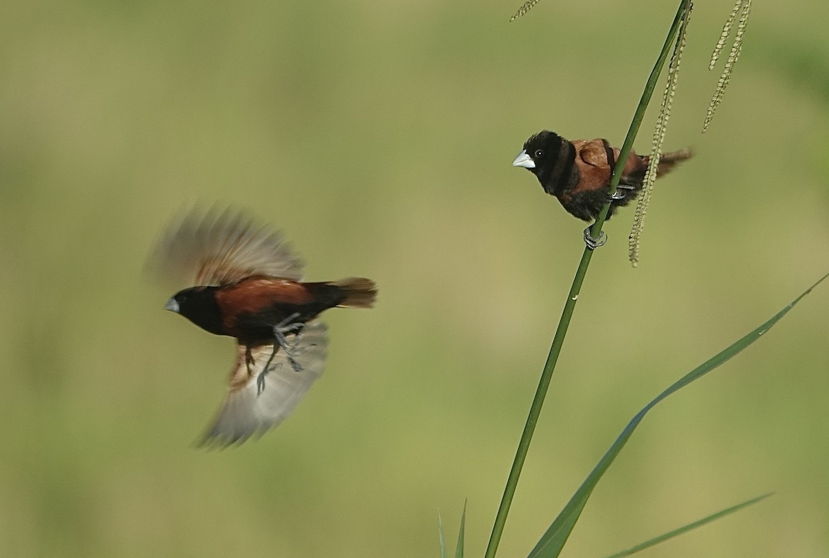 Chestnut Munia - ML643635283