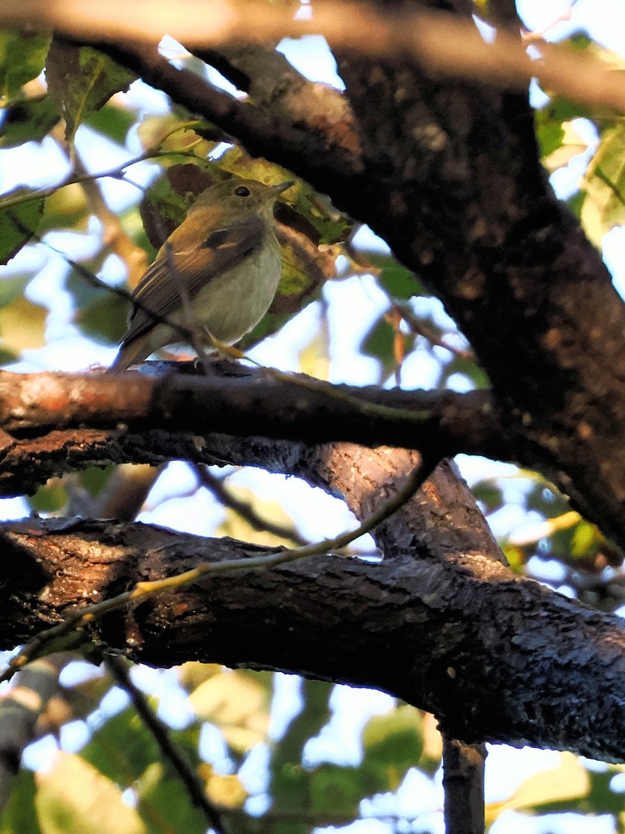 Narcissus Flycatcher - ML643635285