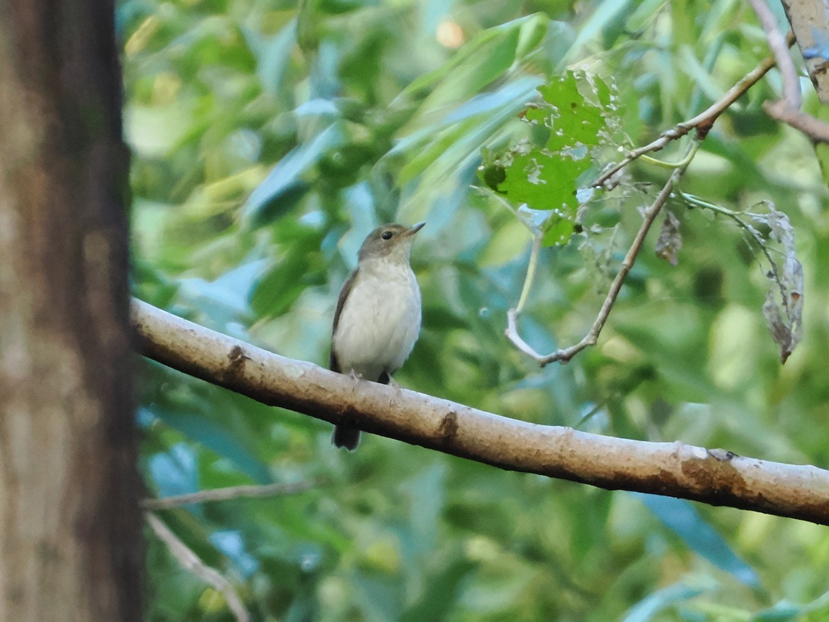 Narcissus Flycatcher - ML643635286