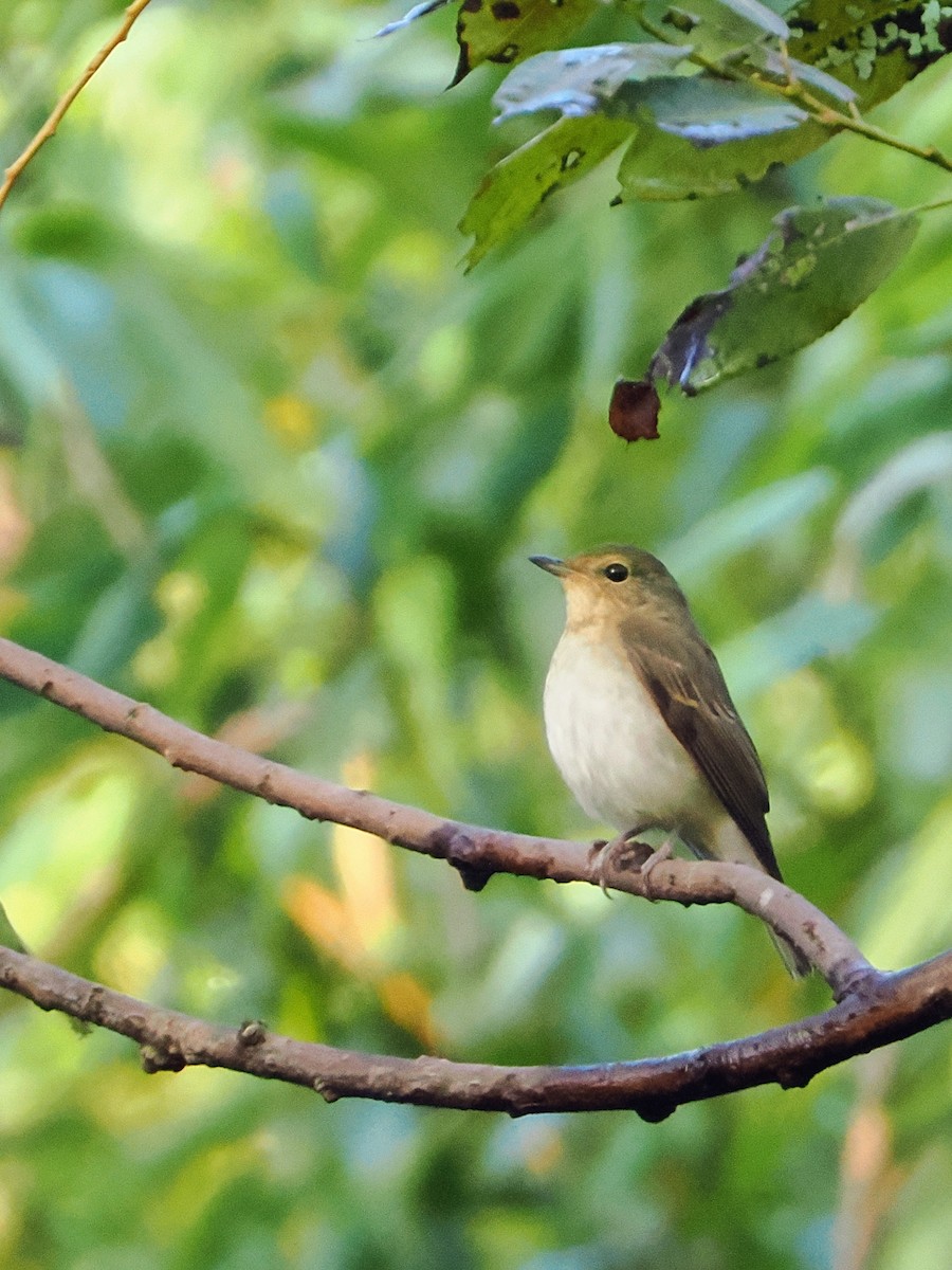 Narcissus Flycatcher - ML643635311