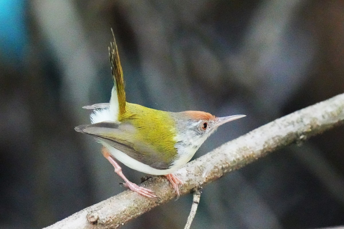 Common Tailorbird - ML643635312