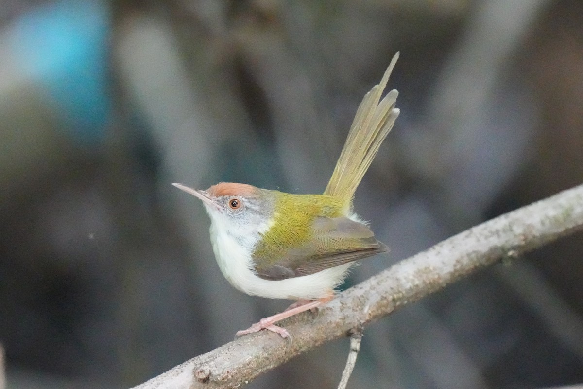 Common Tailorbird - ML643635313