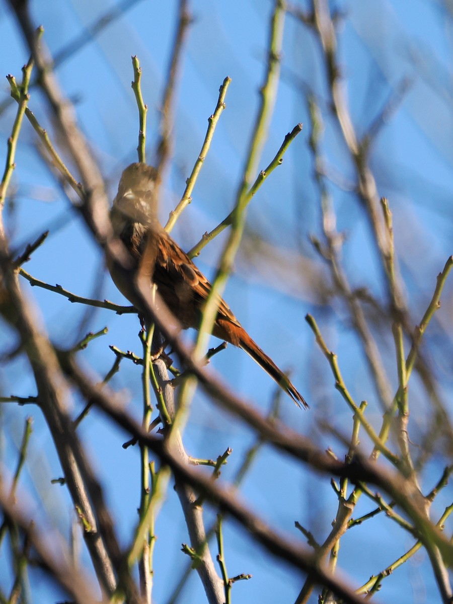 Meadow Bunting - ML643635330