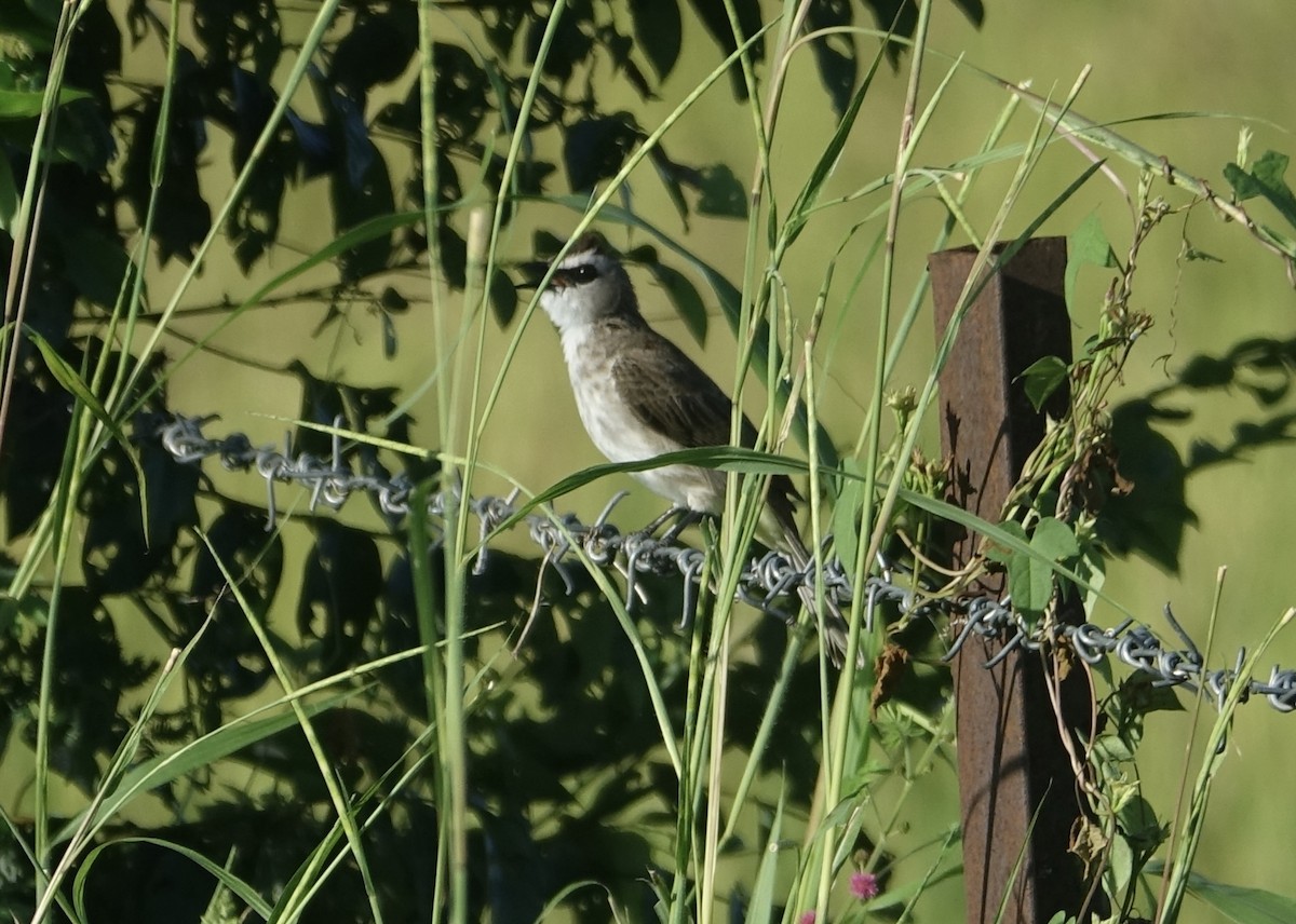 Yellow-vented Bulbul - ML643635367
