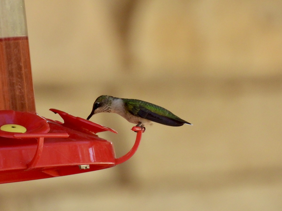 Ruby-throated Hummingbird - ML643635371