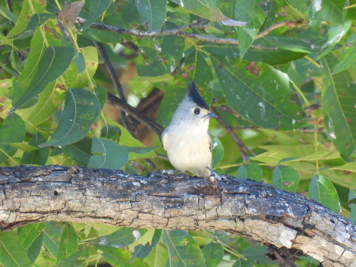Black-crested Titmouse - ML643635375