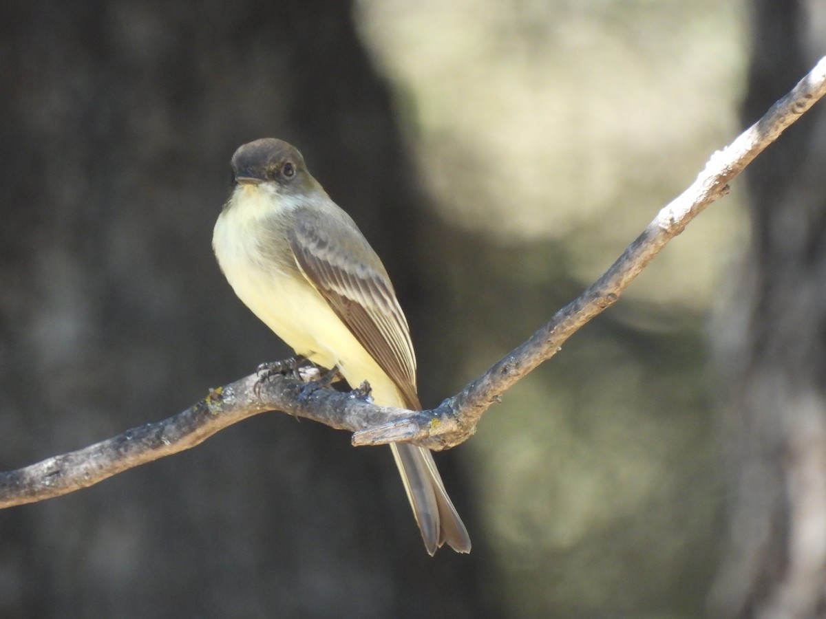 Eastern Phoebe - ML643635382