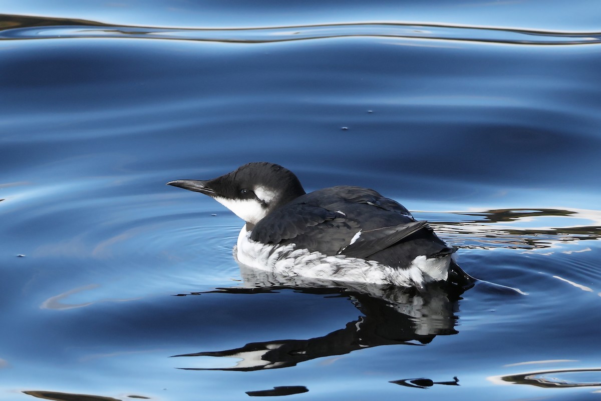 Common Murre - ML643635396