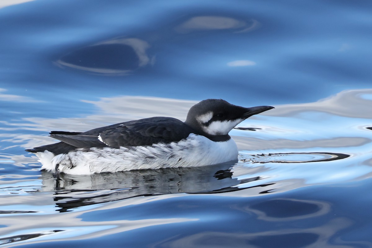 Common Murre - ML643635397
