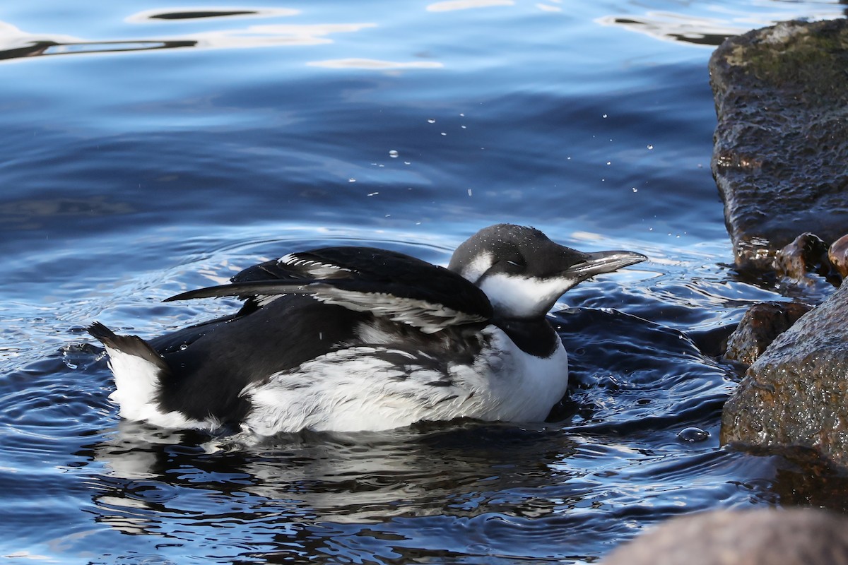 Common Murre - ML643635398