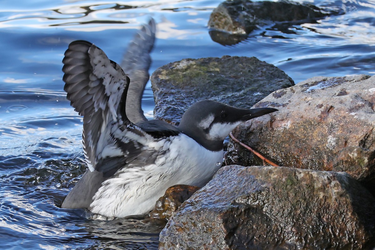 Common Murre - ML643635399