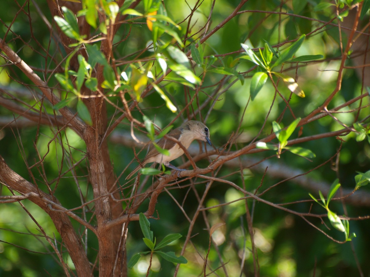 Gray Whistler - ML643635405