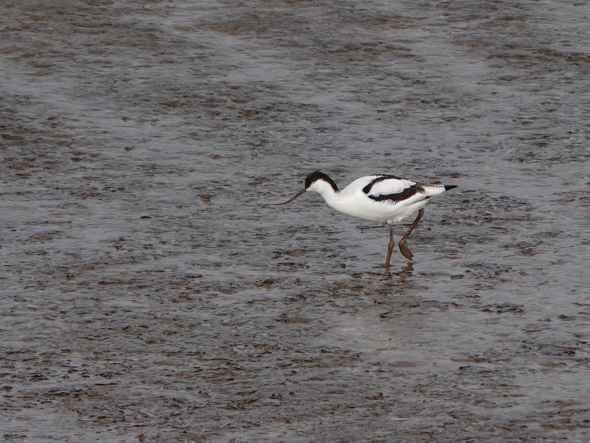 Pied Avocet - ML643635412
