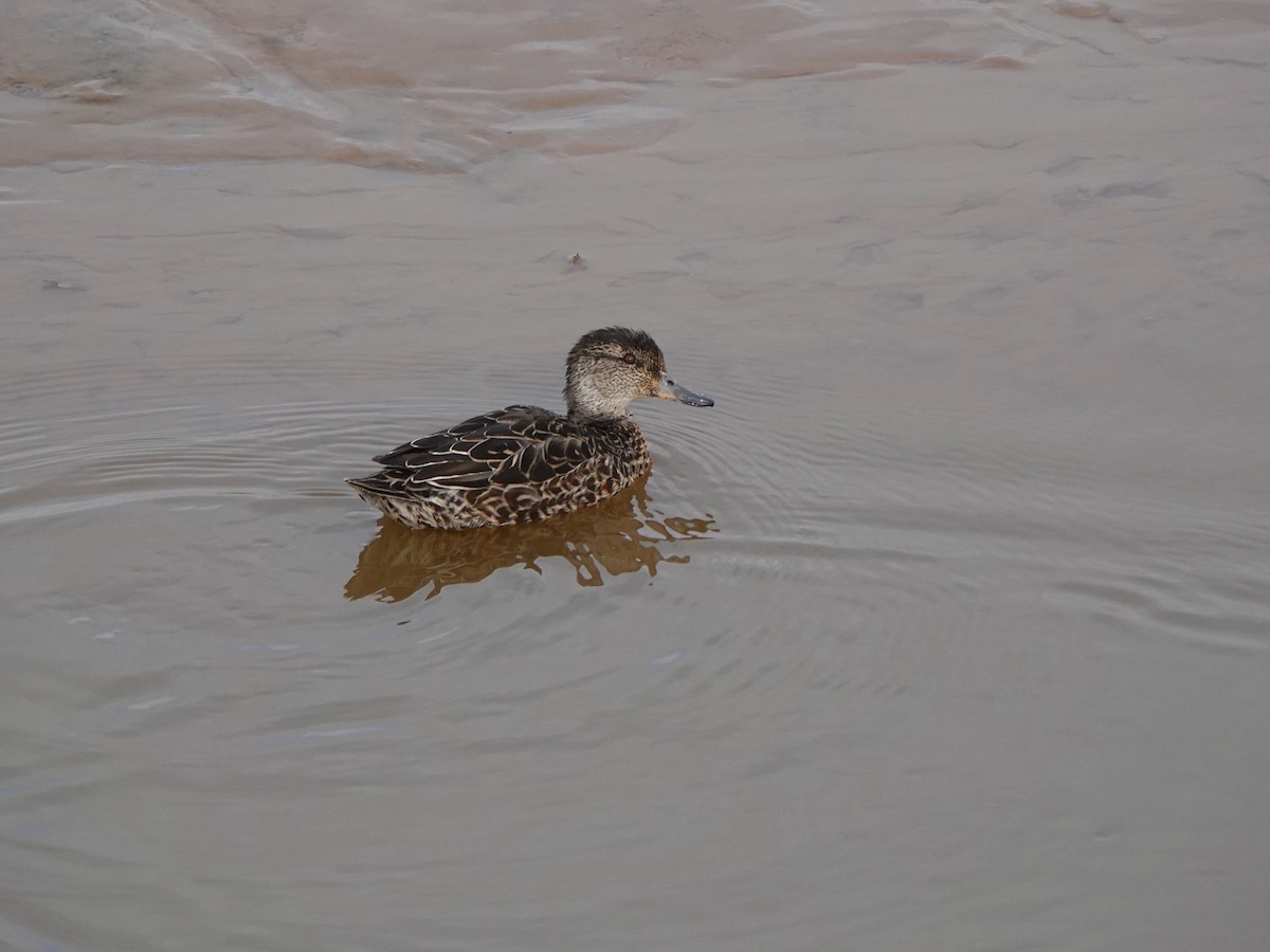 Green-winged Teal - ML643635413