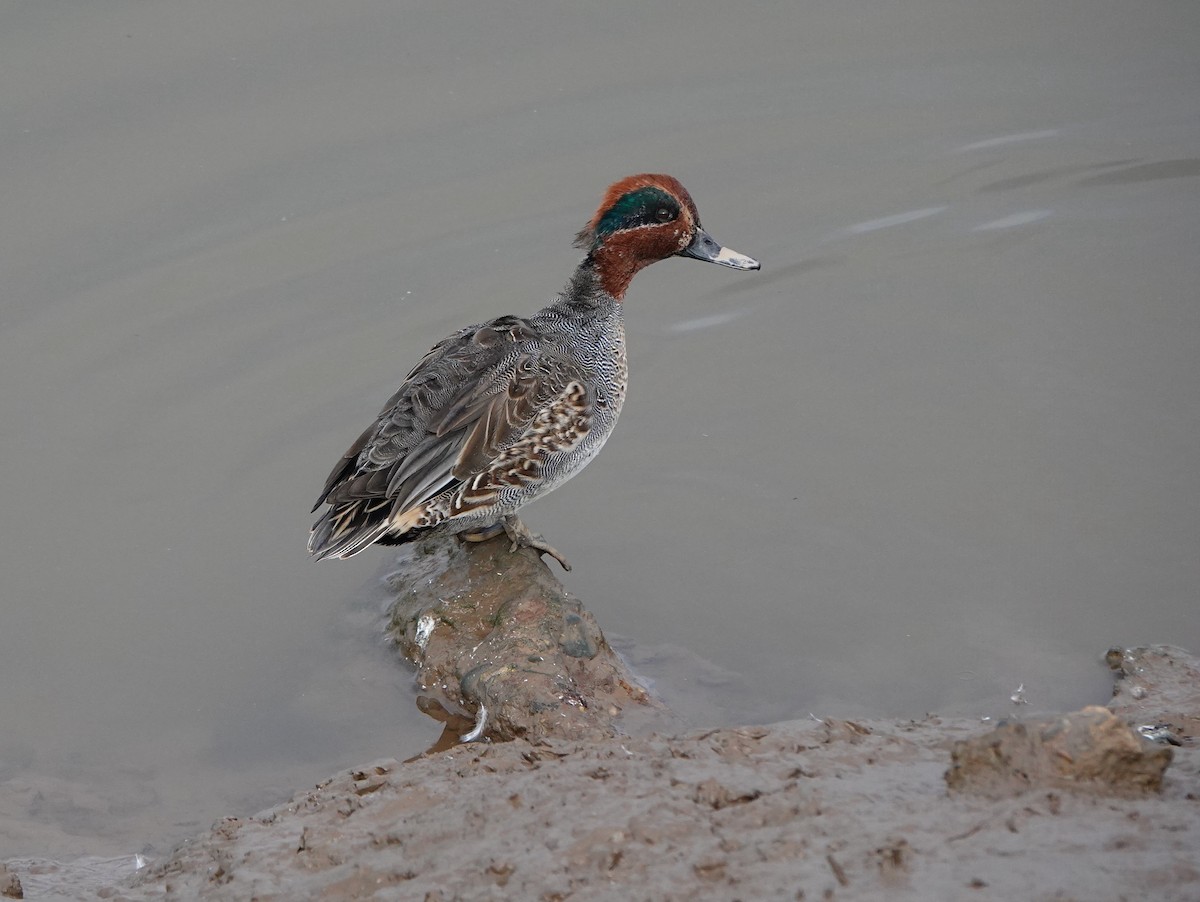 Green-winged Teal - ML643635414
