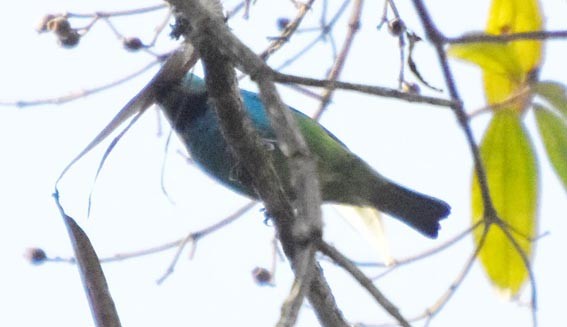 Green-headed Tanager - ML643635415