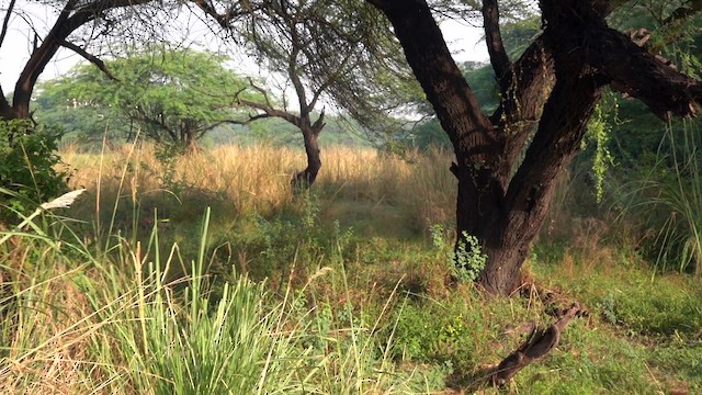 Oriental Honey-buzzard - ML643635424