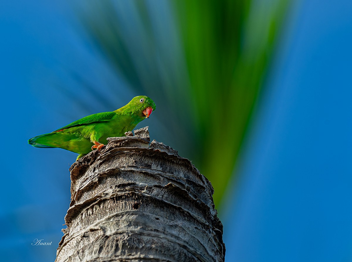 Vernal Hanging-Parrot - ML643635492