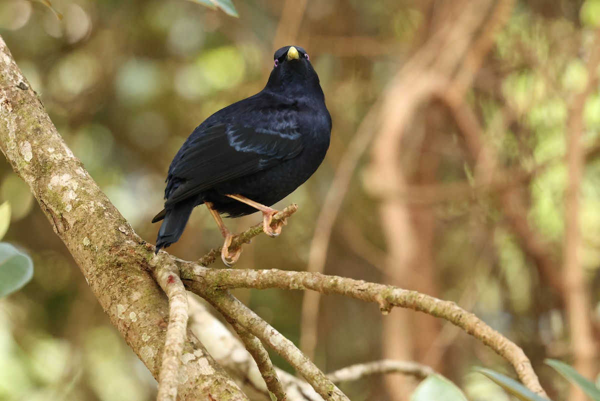 Satin Bowerbird - ML643635494