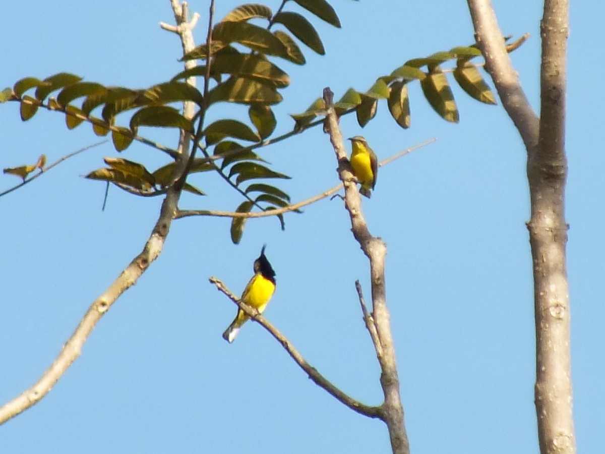 Garden Sunbird - ML643635496