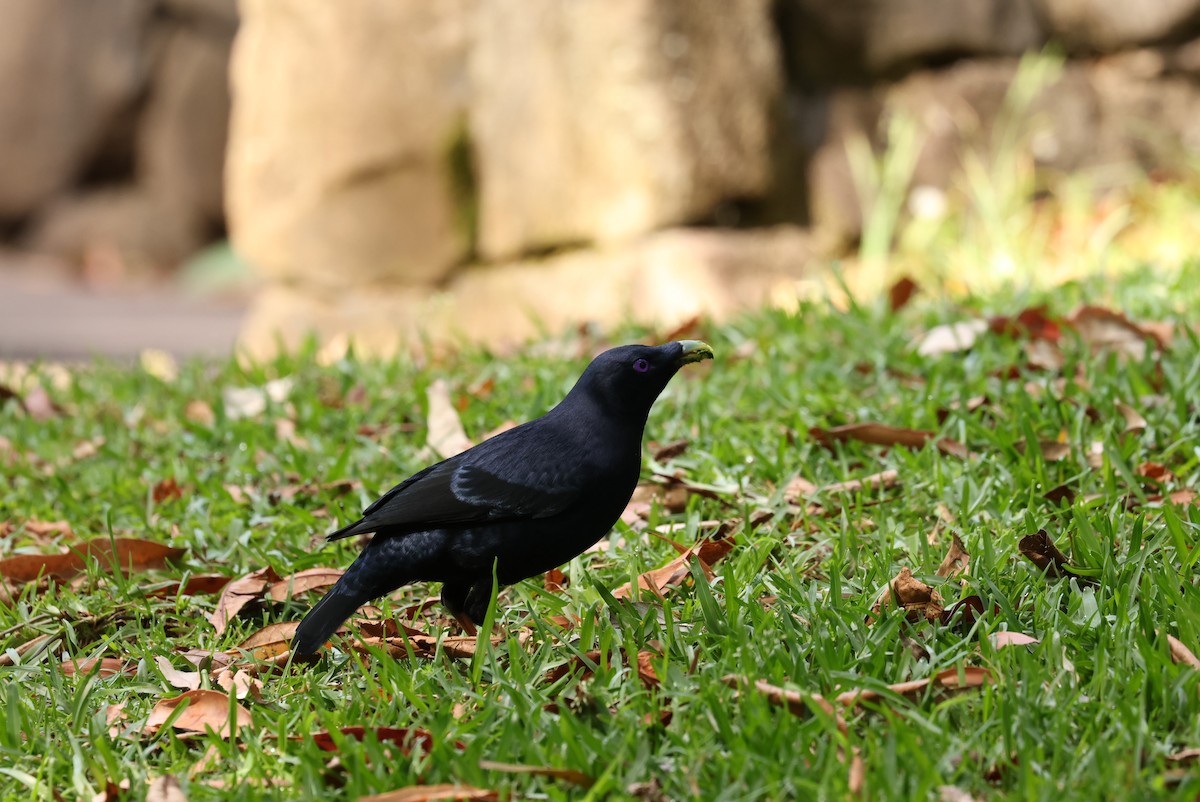 Satin Bowerbird - ML643635499
