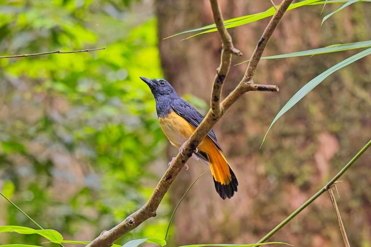 Rufous-tailed Shama - ML643635507