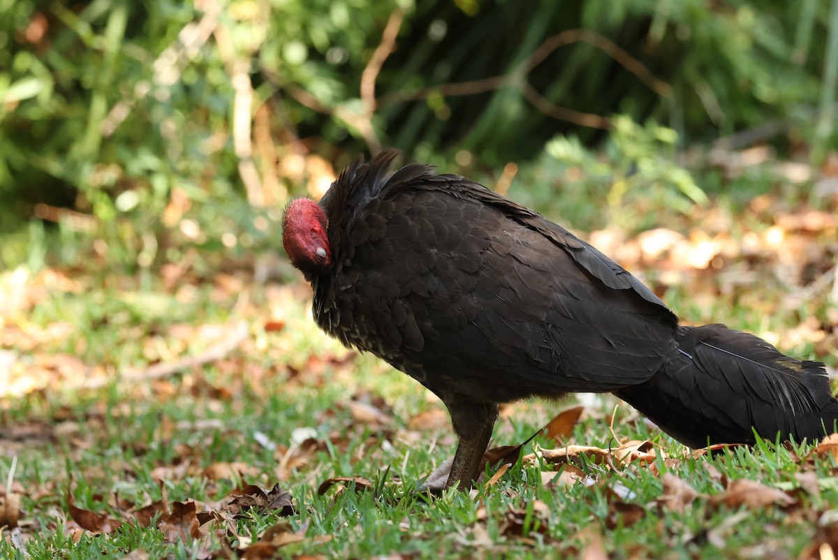Australian Brushturkey - ML643635508
