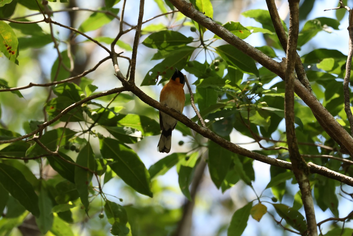 Australian Spectacled Monarch - ML643635512