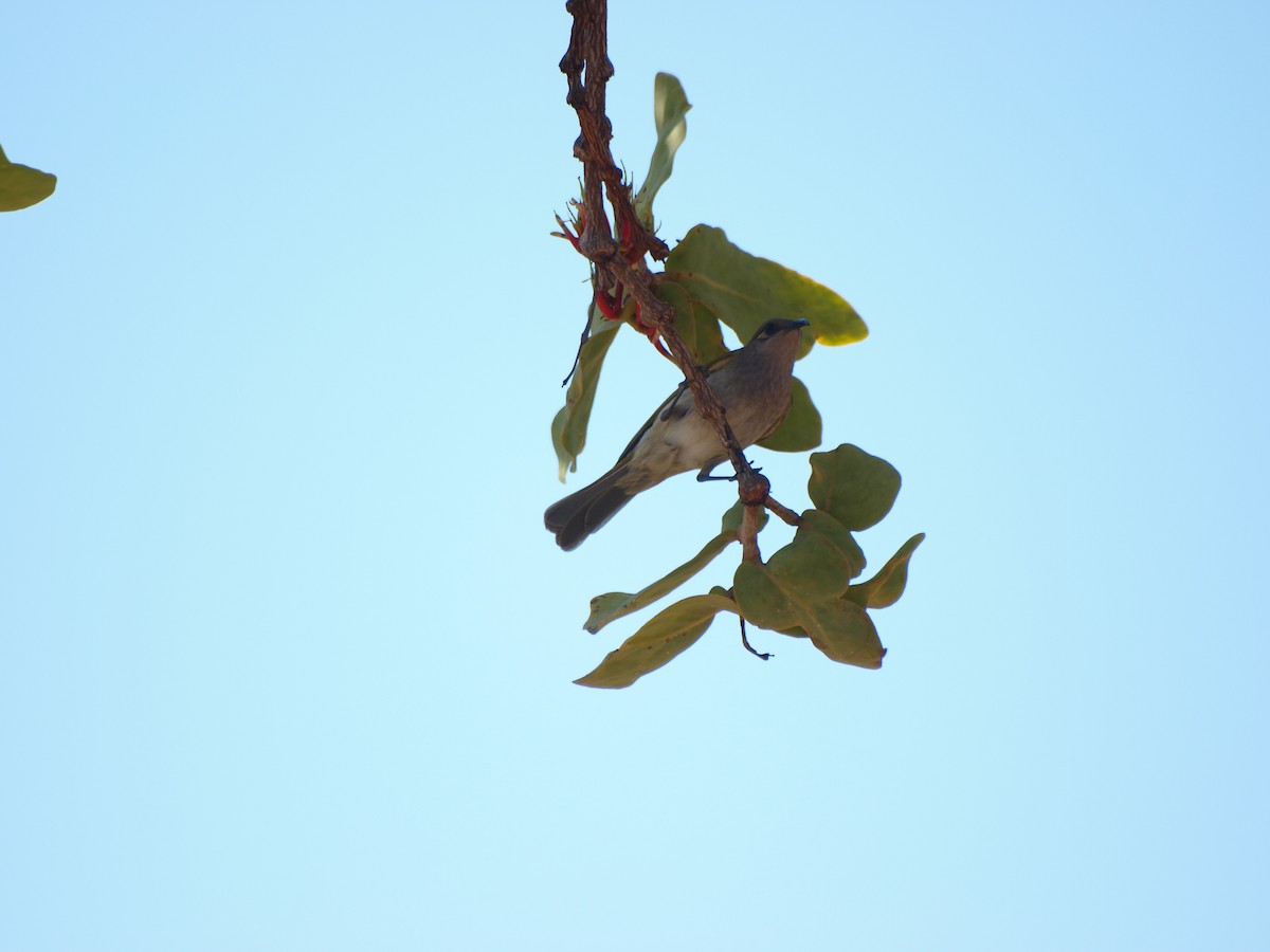 Brown Honeyeater - ML643635543