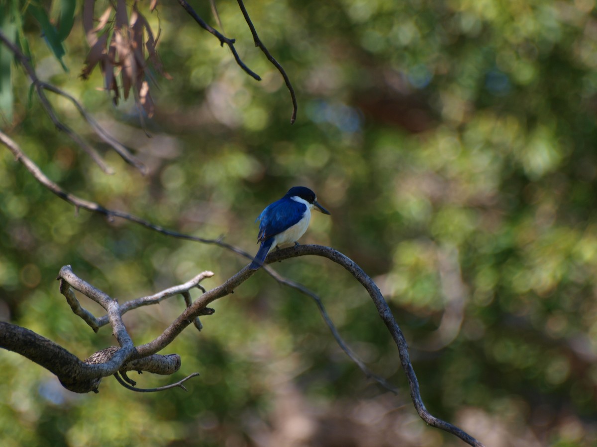 Forest Kingfisher - ML643635551