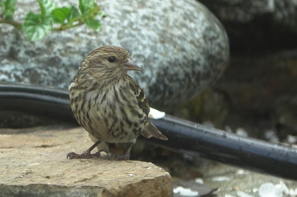 Pine Siskin - ML643635594