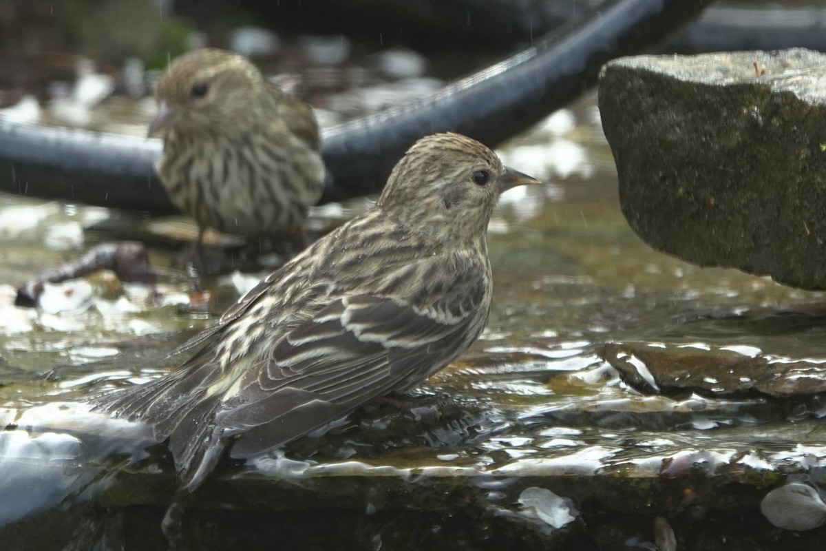 Pine Siskin - ML643635595