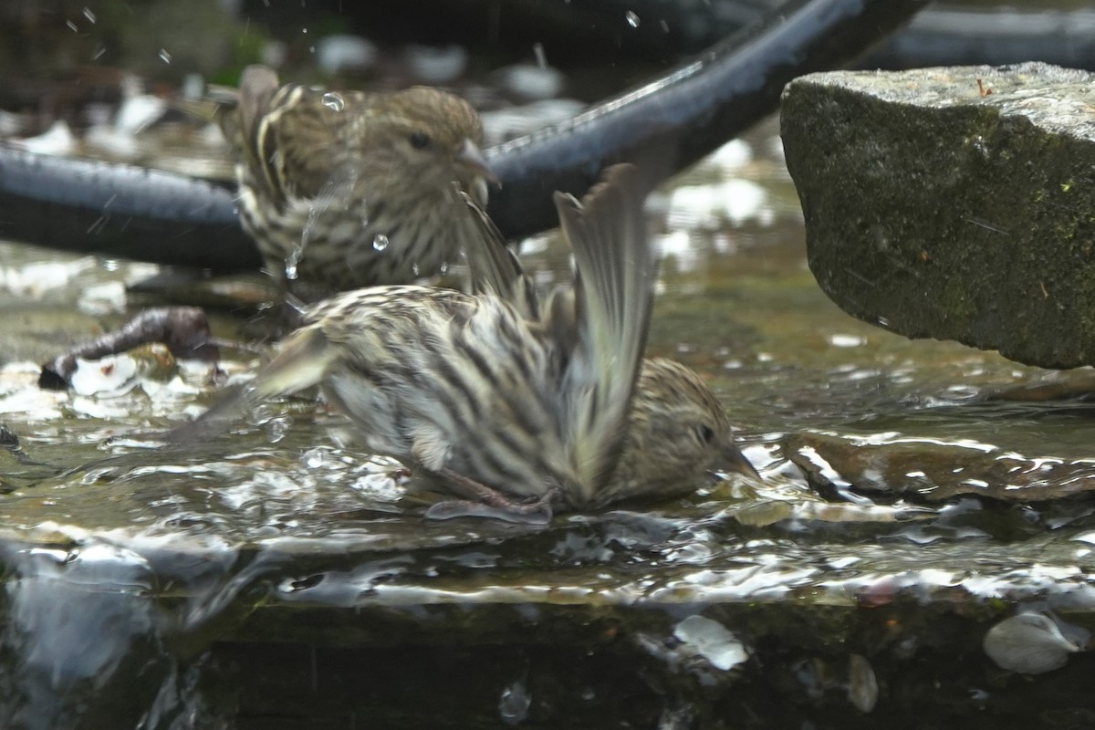 Pine Siskin - ML643635596