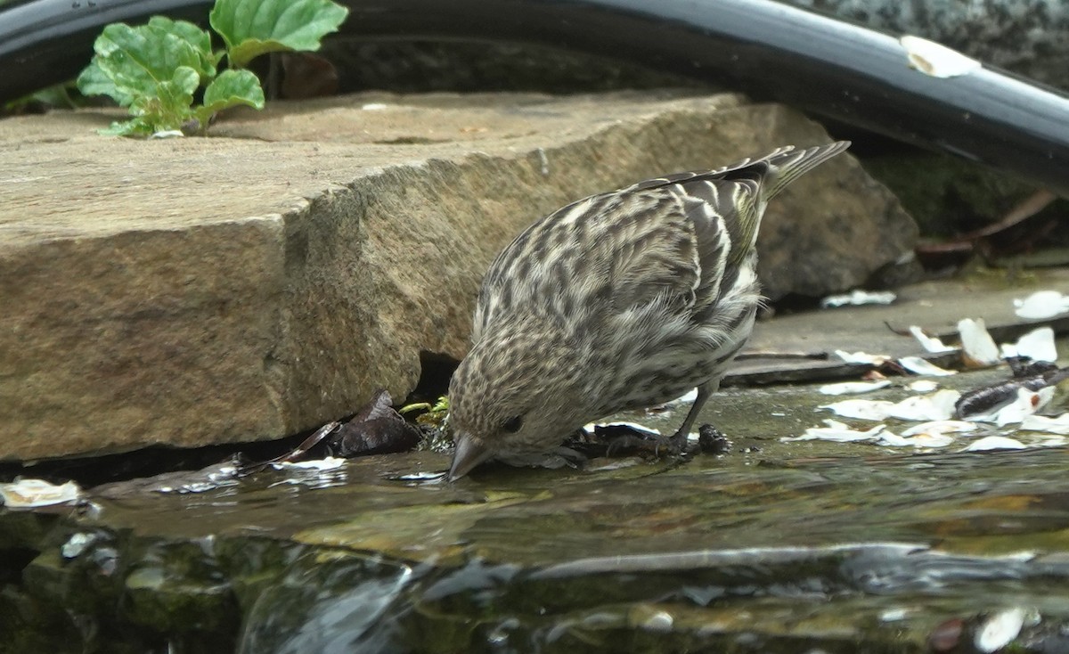 Pine Siskin - ML643635597