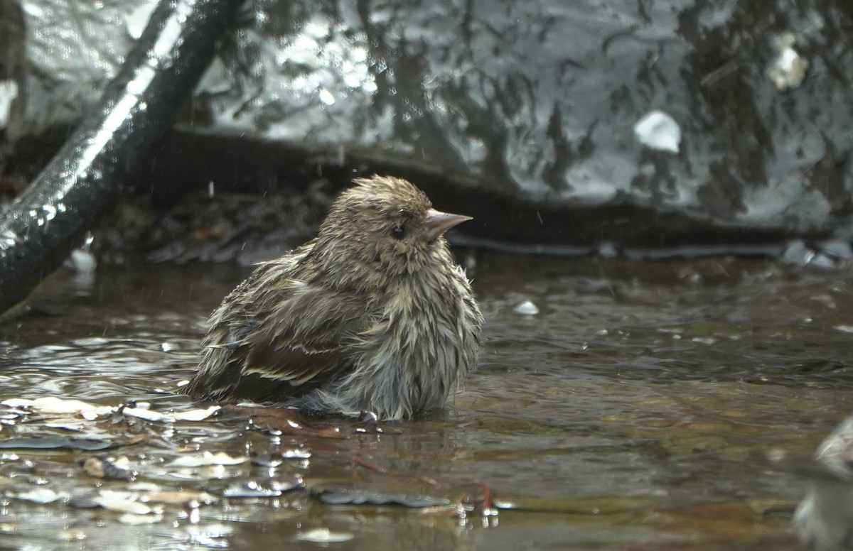 Pine Siskin - ML643635600