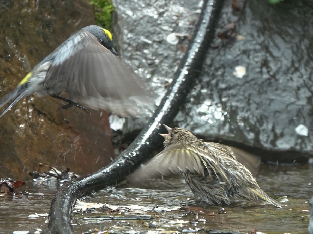 Pine Siskin - ML643635601