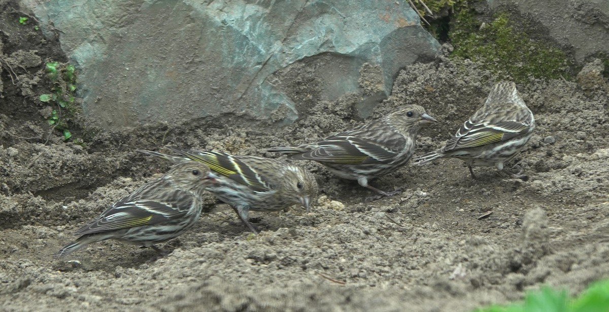 Pine Siskin - ML643635602