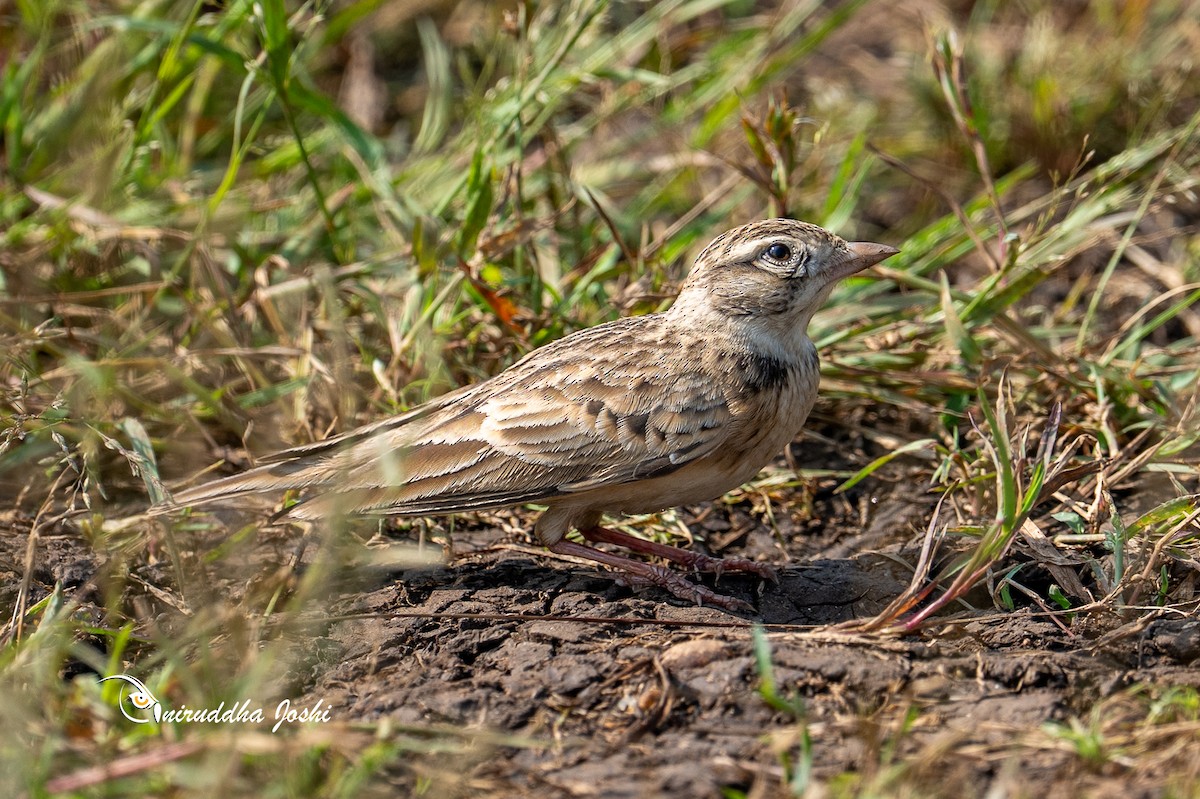 Mongolian Short-toed Lark - ML643635618