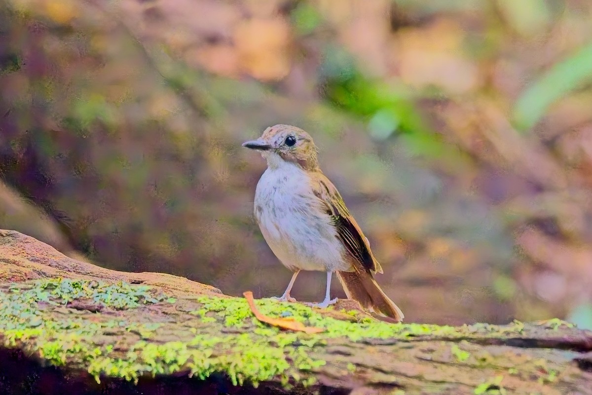 Gray-chested Jungle Flycatcher - ML643635627