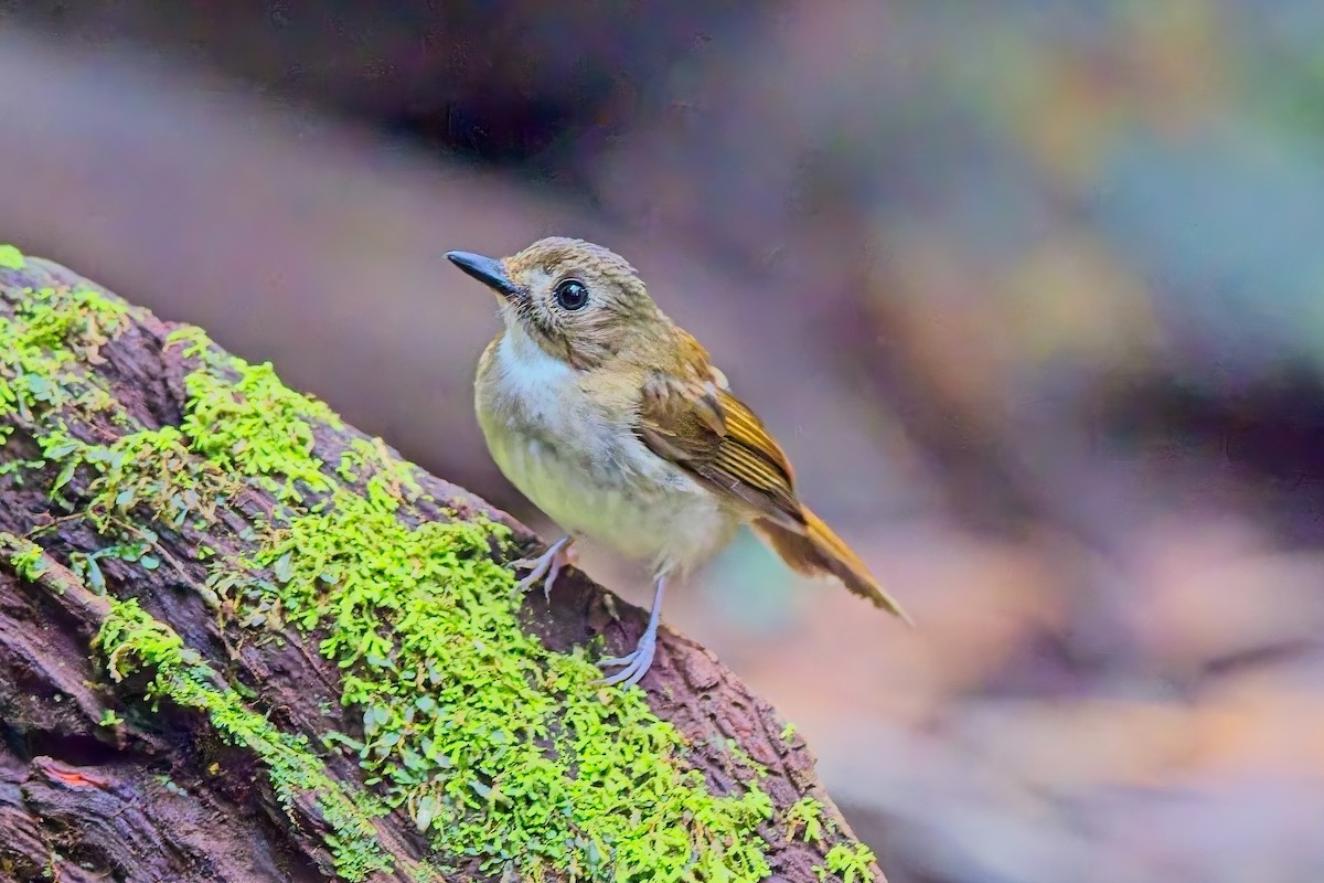 Gray-chested Jungle Flycatcher - ML643635628