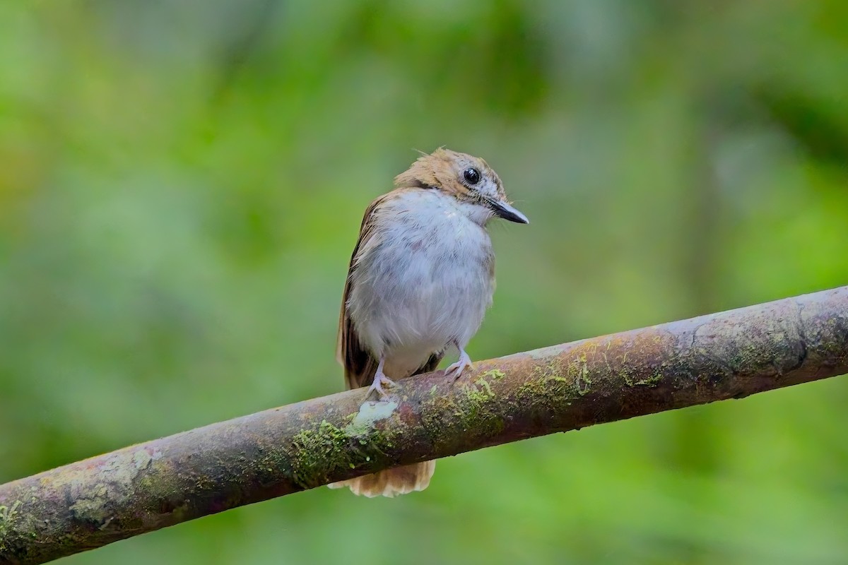 Gray-chested Jungle Flycatcher - ML643635629