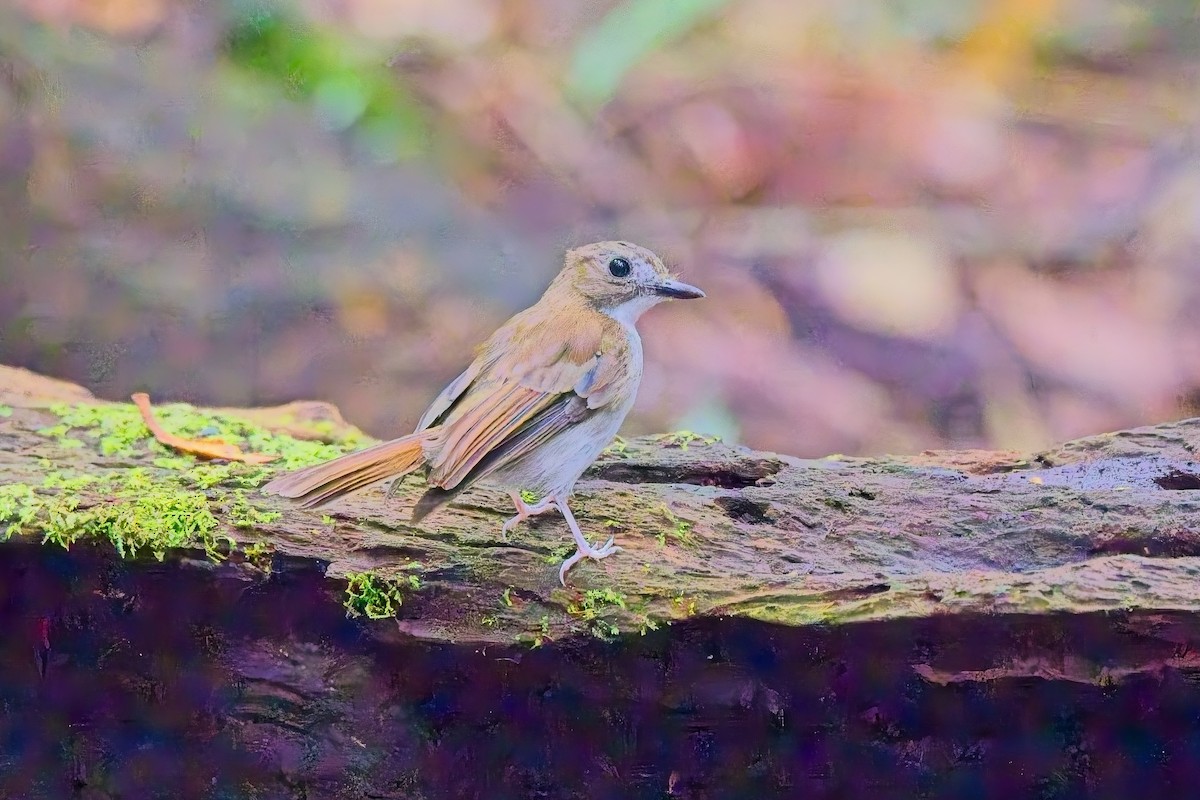 Gray-chested Jungle Flycatcher - ML643635630