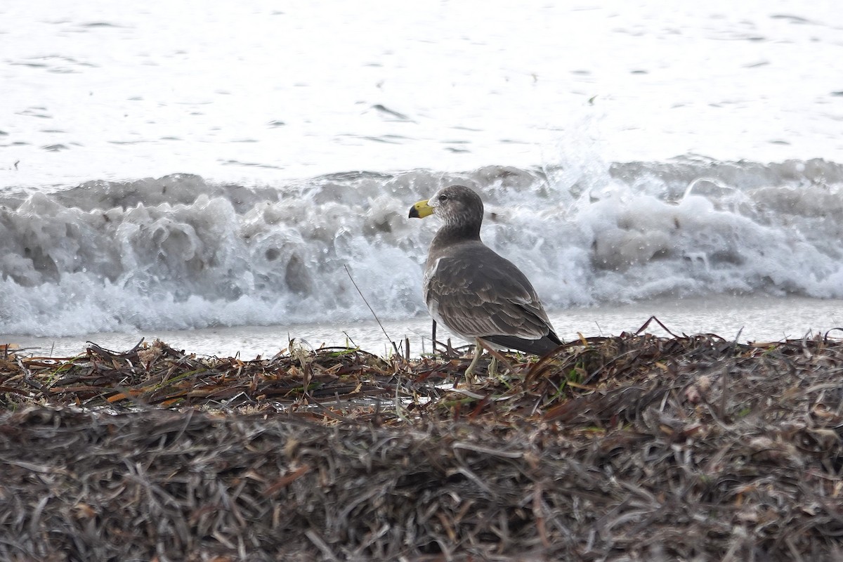Pacific Gull - ML643635669