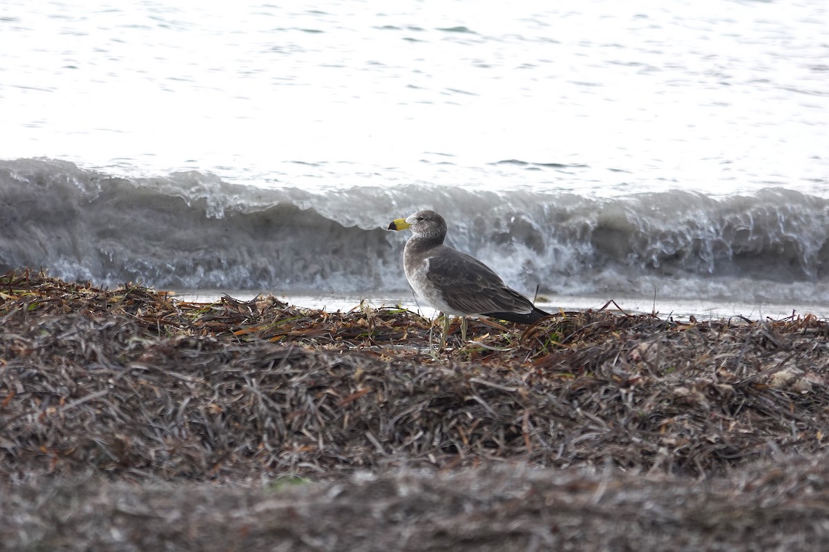 Pacific Gull - ML643635670