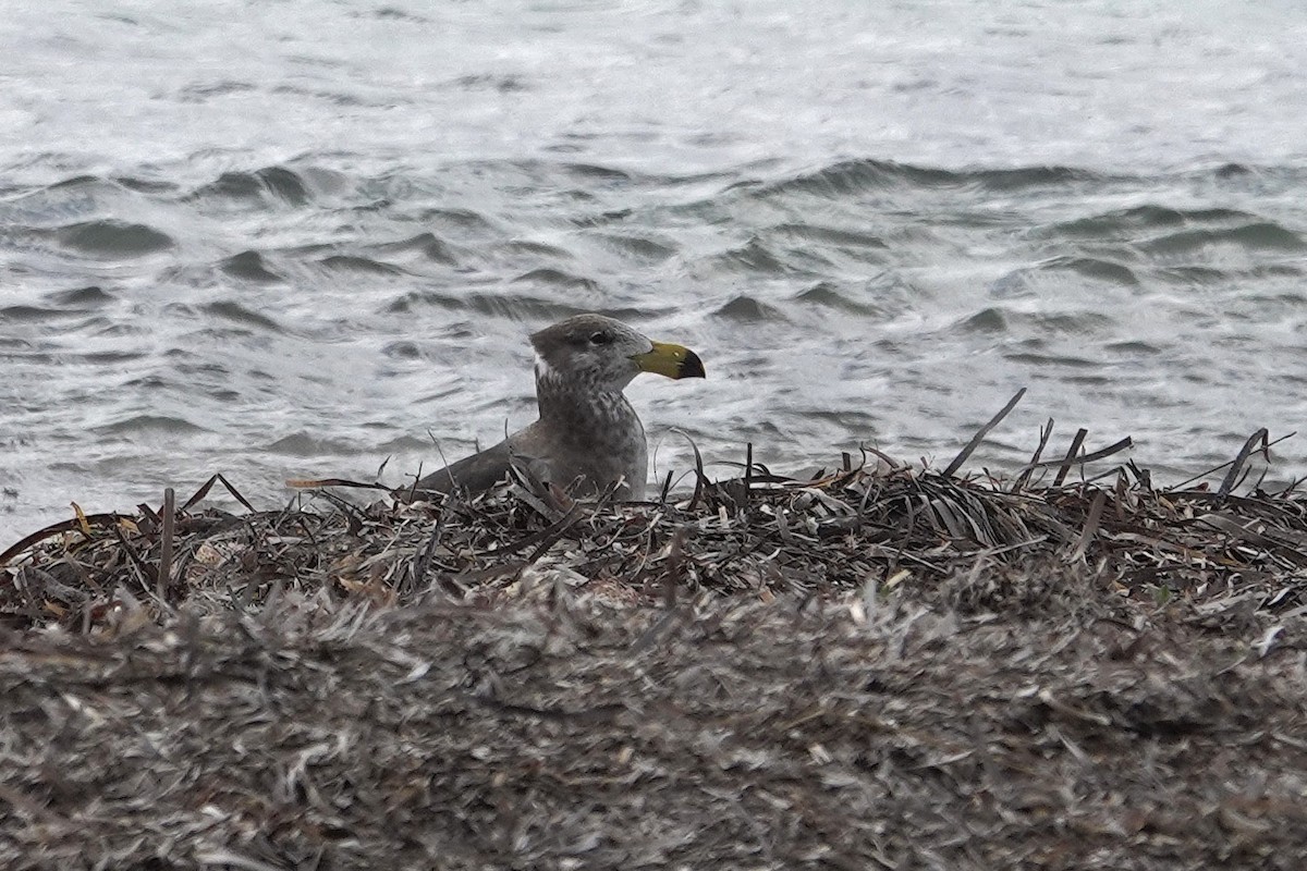 Pacific Gull - ML643635671