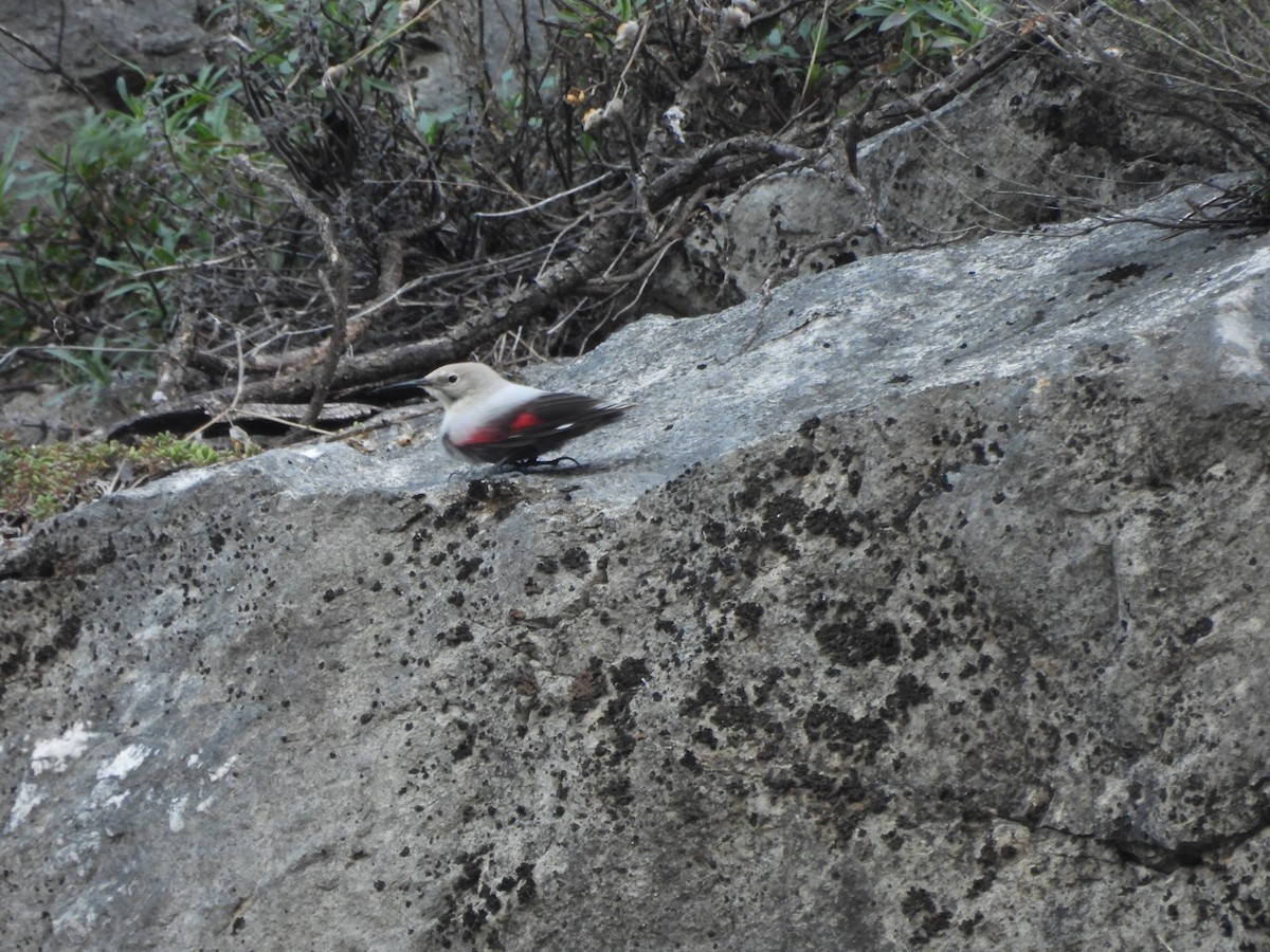 Wallcreeper - ML643635674