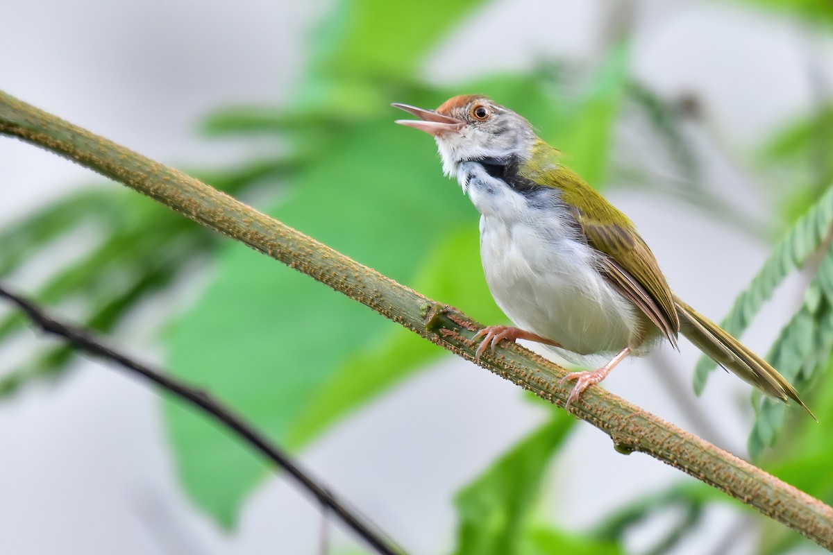 Common Tailorbird - ML643635690