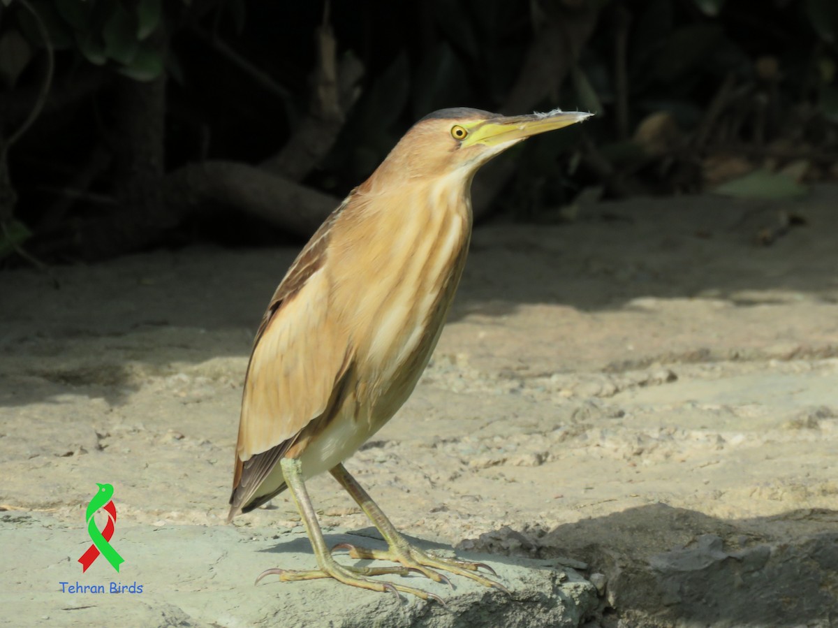Little Bittern - ML643635696